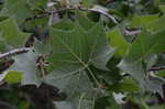 American sycamore